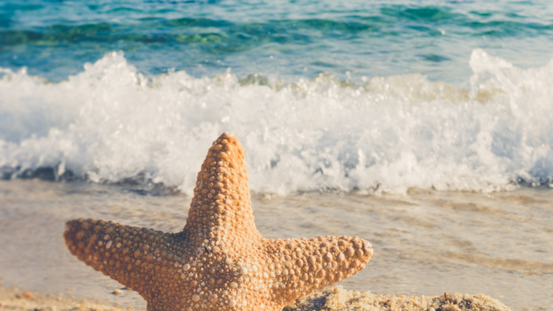 75 Beach Instagram Captions to Fuel Your Summer Adventures